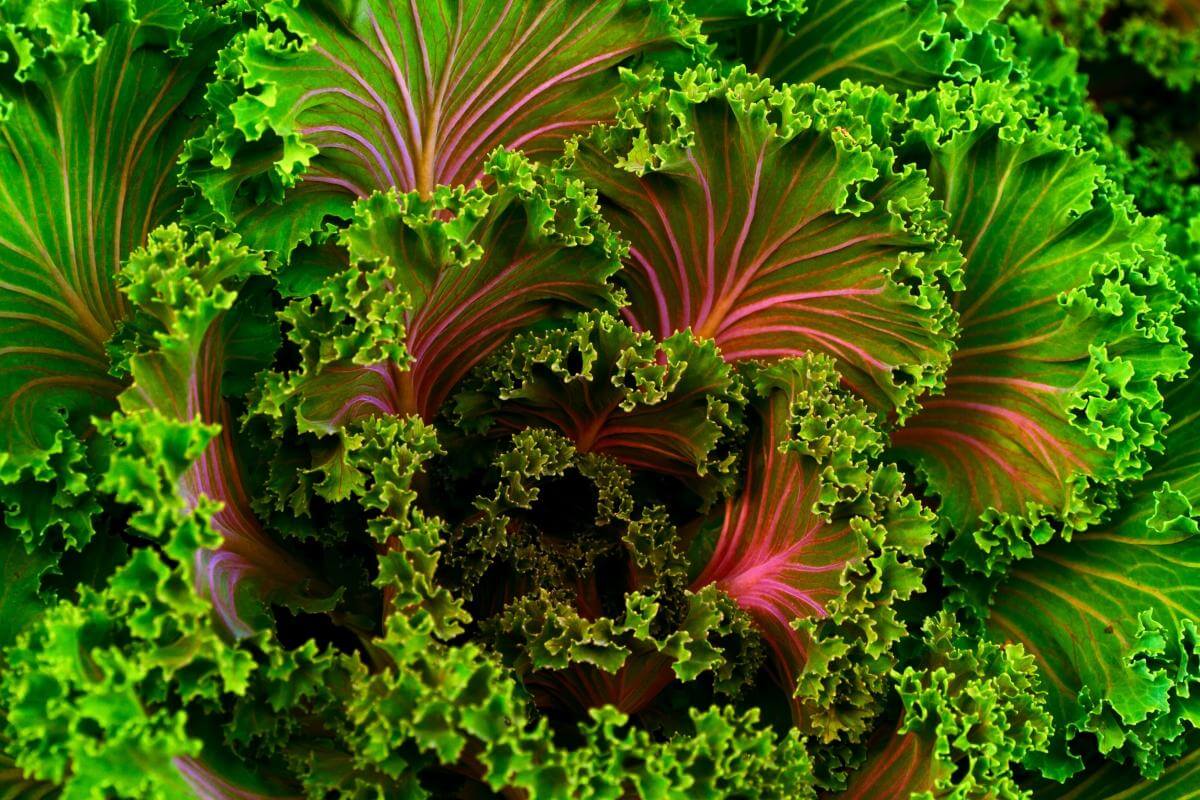 lettuce vegan diet Health and fitness
